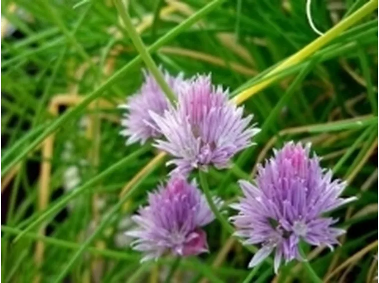 erbacipollina1