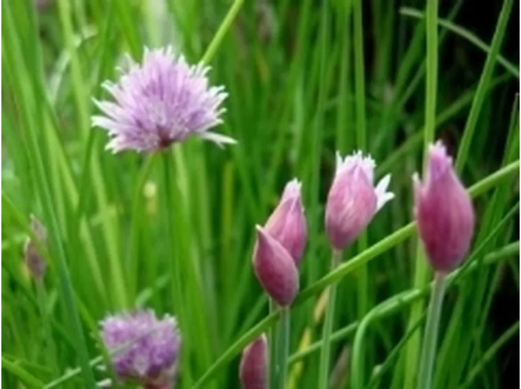 erbacipollina2