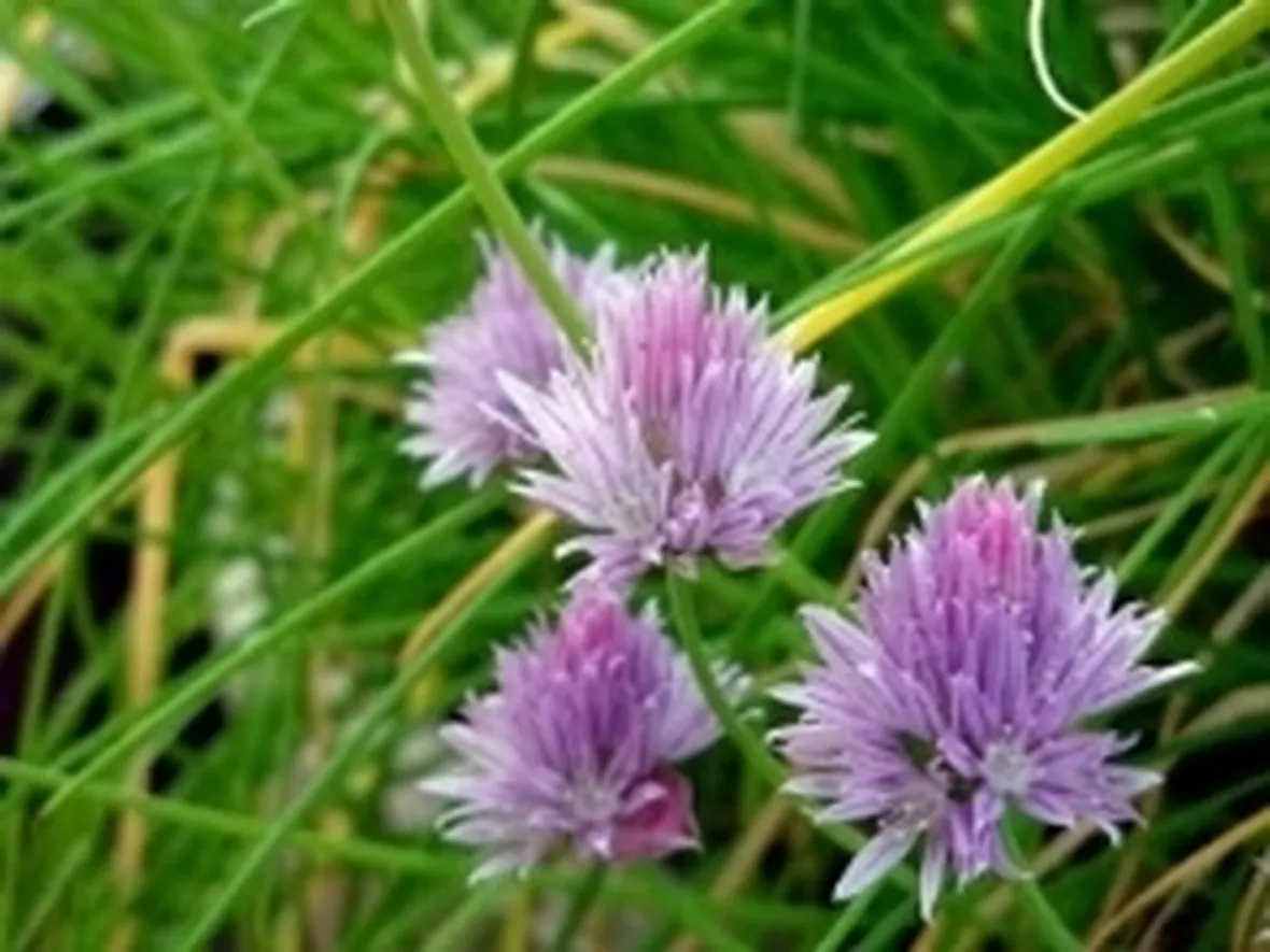 erbacipollina1