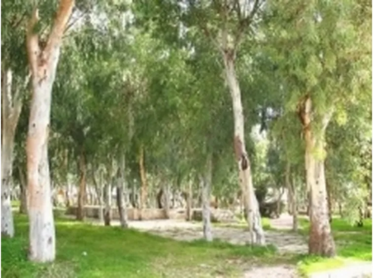 eucalipto1