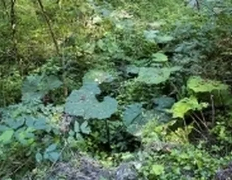 farfaraccio1