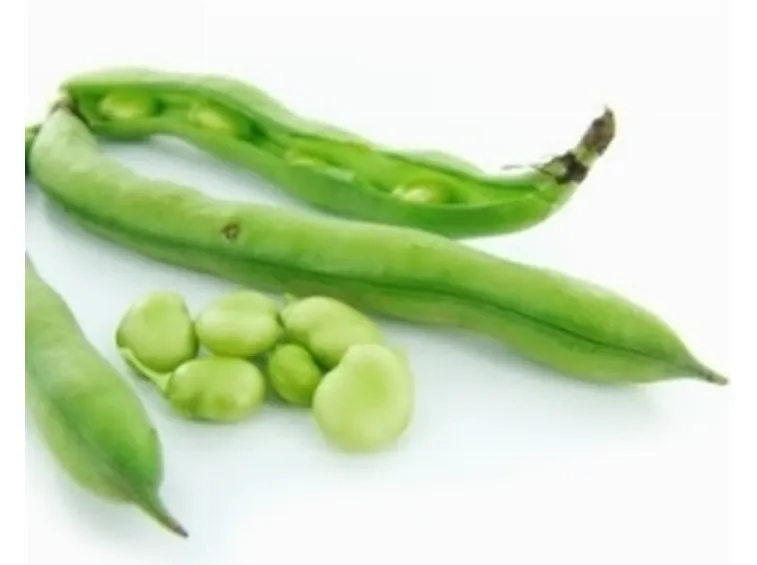 fava2