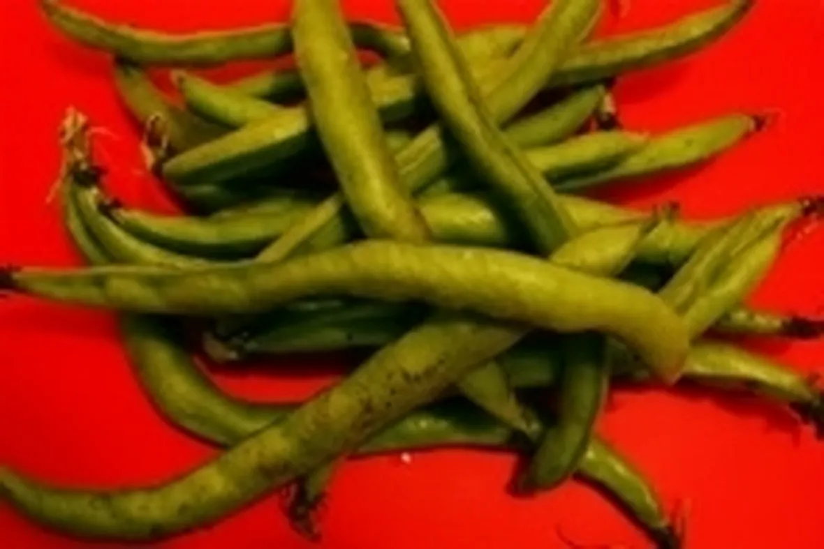 fava1