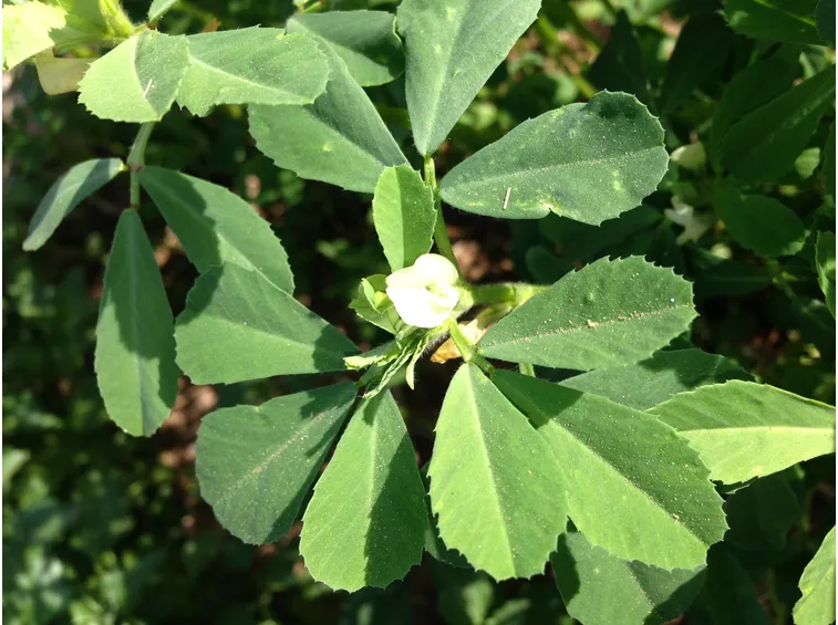 fieno greco fiore