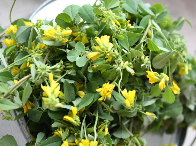 fieno greco fiore giallo