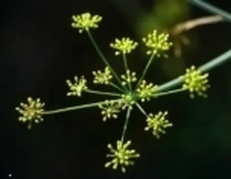 finocchio1