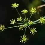 finocchio1