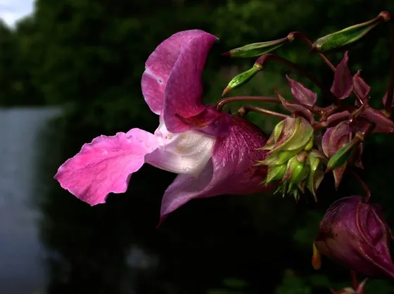 L’Impatiens ha un colore che sfuma dal bianco al lilla.[fonte: me stesso]