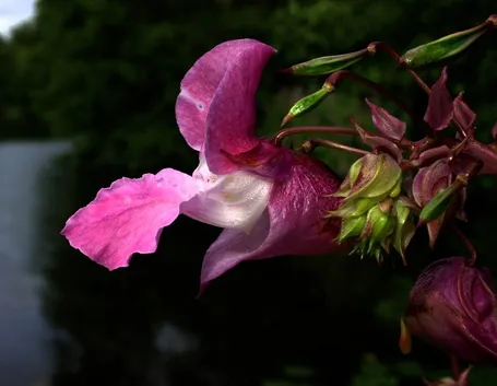 L’Impatiens ha un colore che sfuma dal bianco al lilla.[fonte: me stesso]