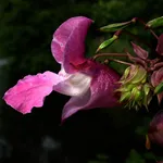 L’Impatiens ha un colore che sfuma dal bianco al lilla.[fonte: me stesso]