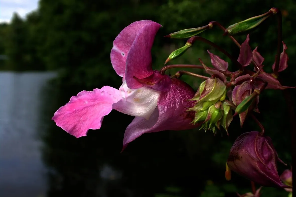 L’Impatiens ha un colore che sfuma dal bianco al lilla.[fonte: me stesso]