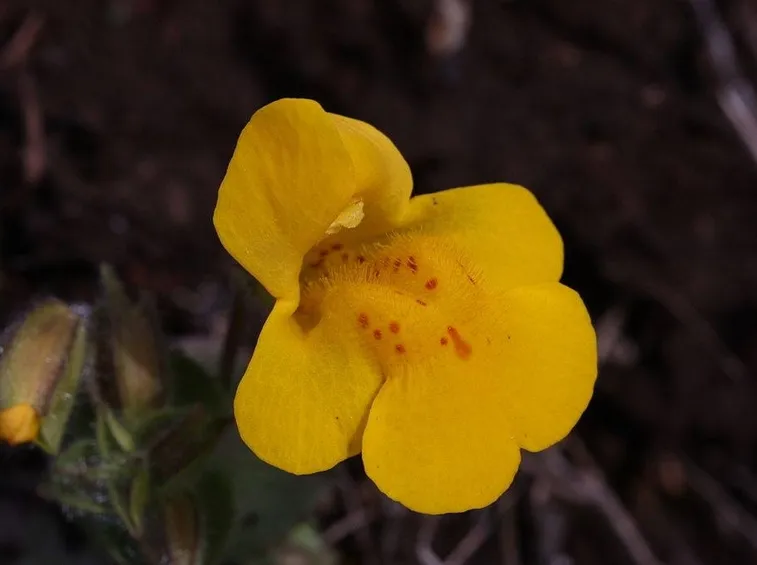 Mimulus Guttatus o Mimolo