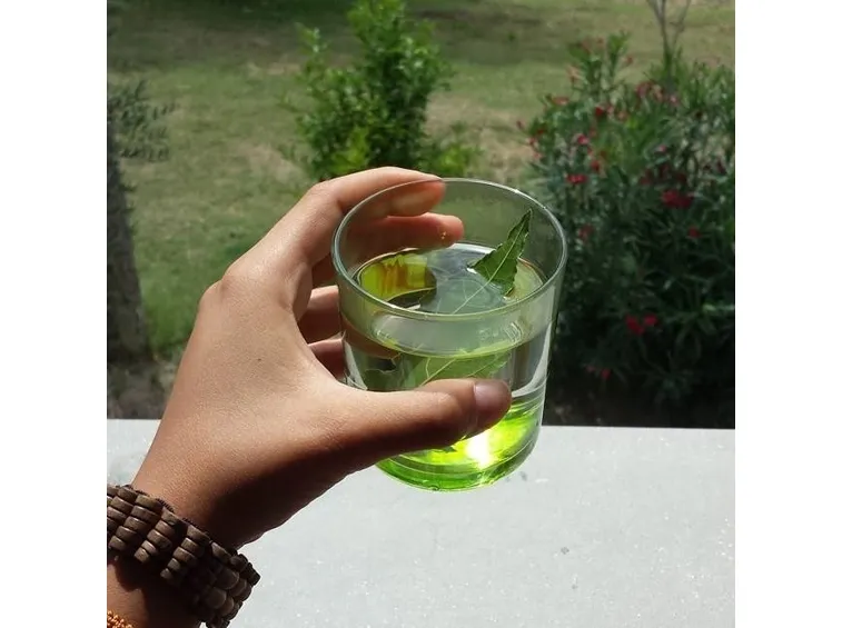 Tisana di alloro: serbatoio di salute.