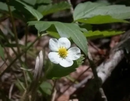 fragaria1