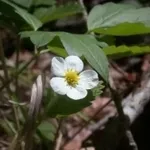 fragaria1