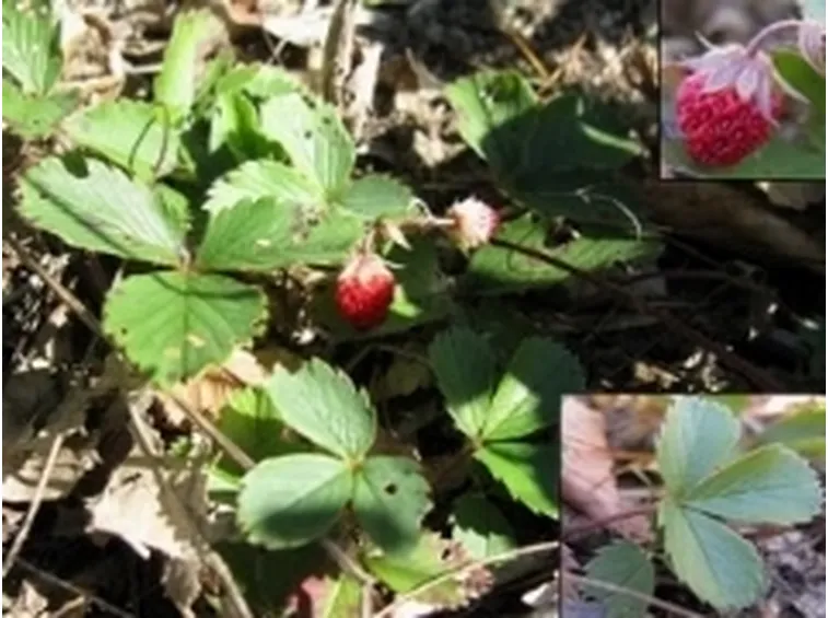 fragaria2