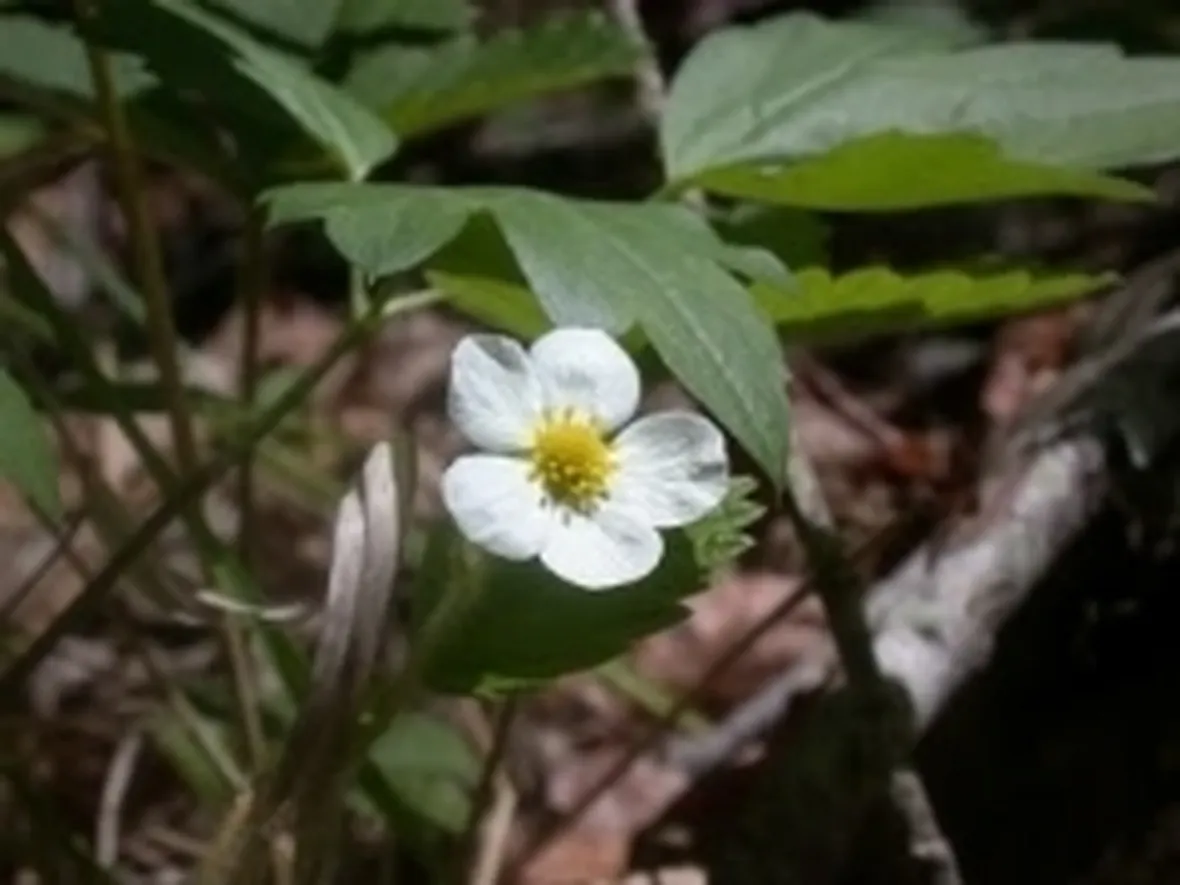 fragaria1