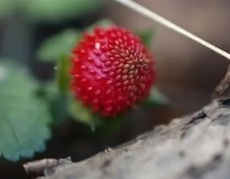fragola2