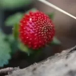 fragola2