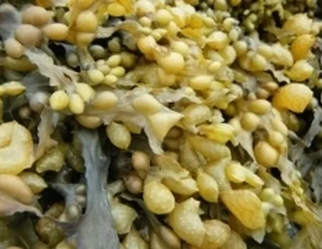 fucus1