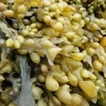 fucus1