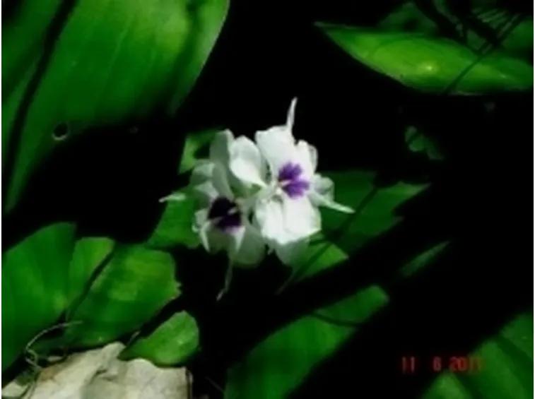 galanga1