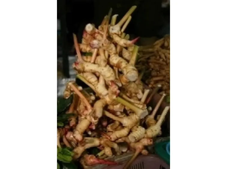 galanga2