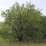 gelso