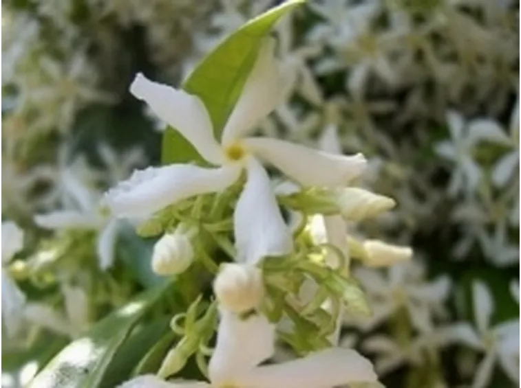 gelsomino2