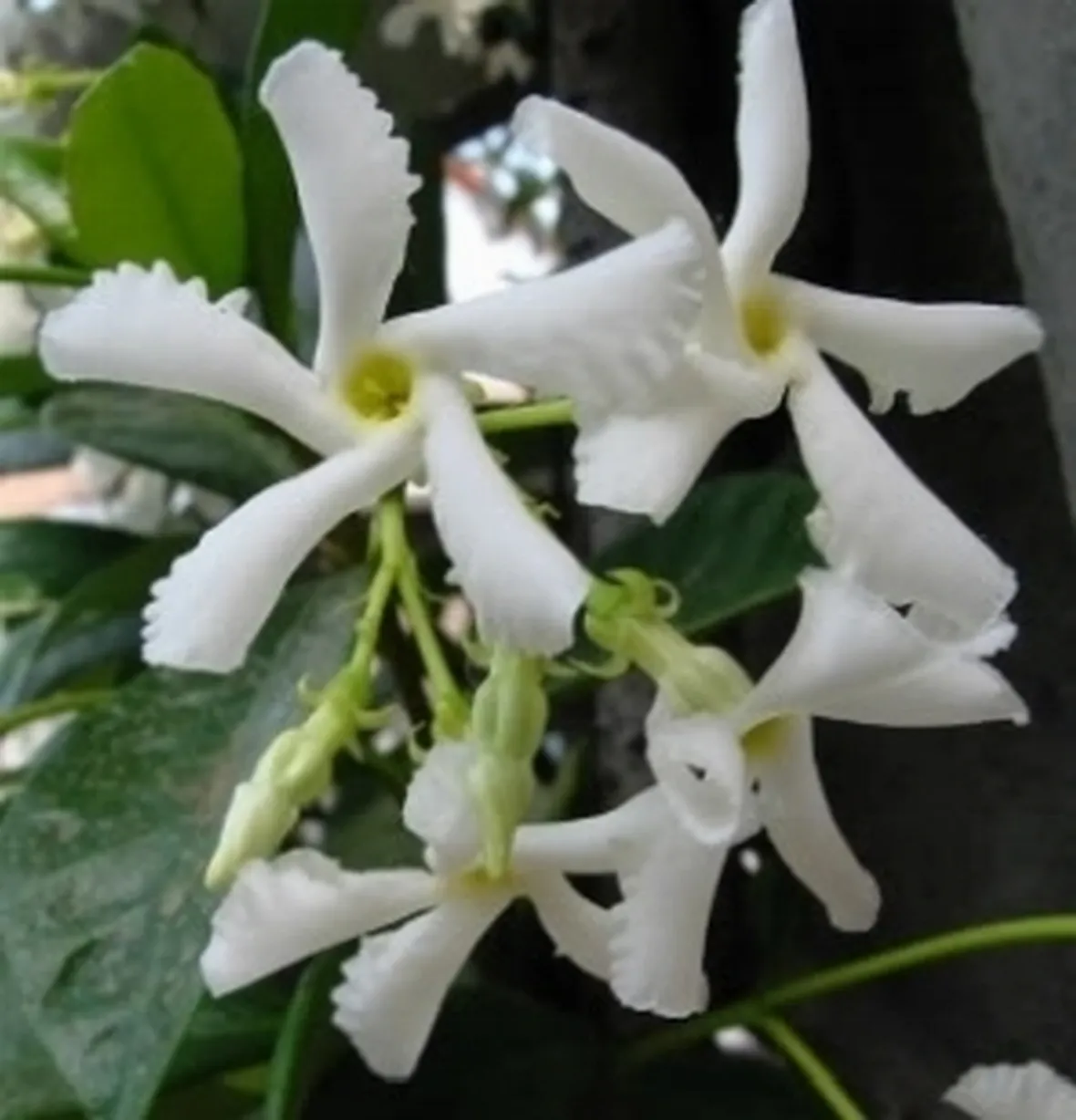 gelsomino1