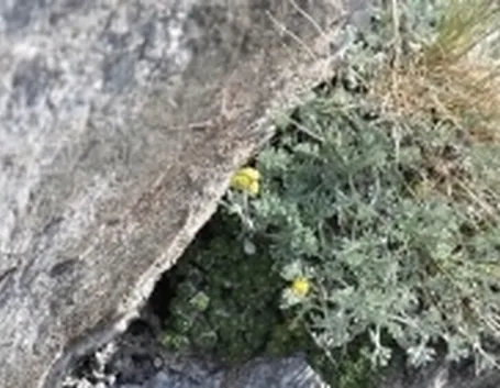 genepi1