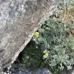 genepi1