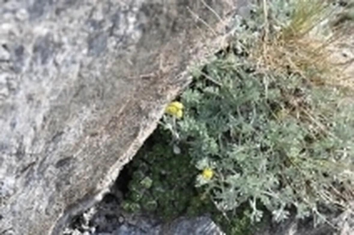 genepi1