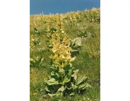 genzianagialla1