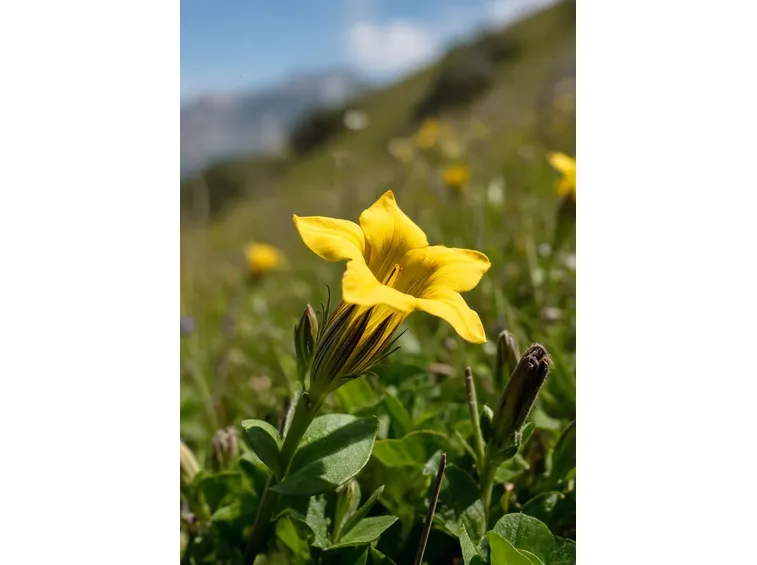 genzianagialla1