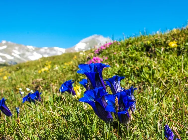 genziana blu