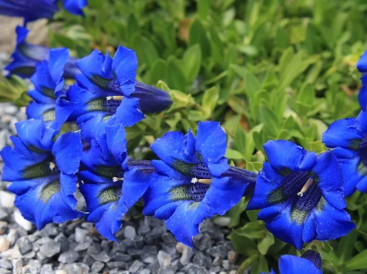 genziana blu