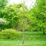 ginkgo1