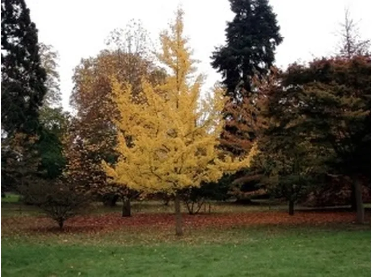 ginkgo2