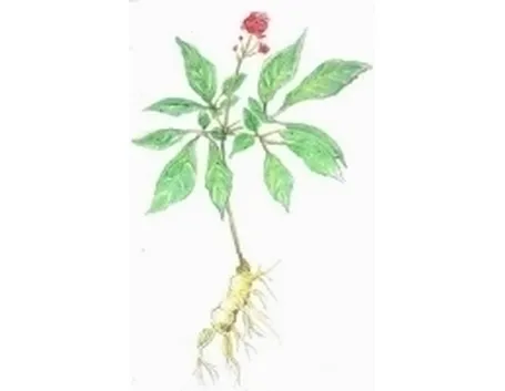 ginseng1