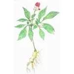 ginseng1