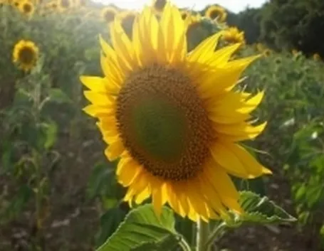 girasole1