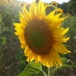 girasole1