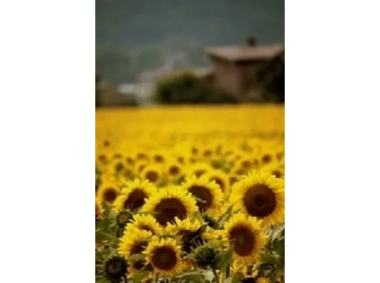 girasole2