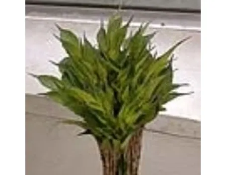 glucomannano1