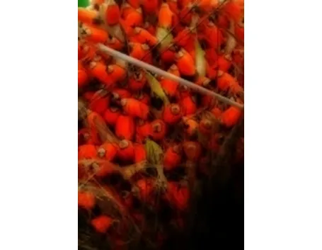 guarana1