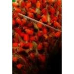 guarana1