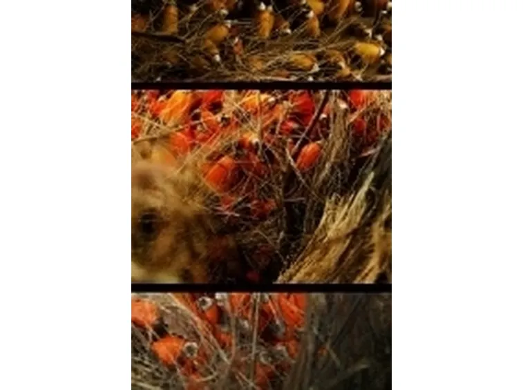 guarana2