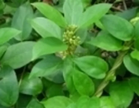 gymnema1
