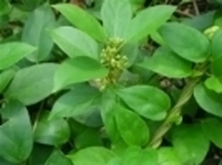 gymnema1